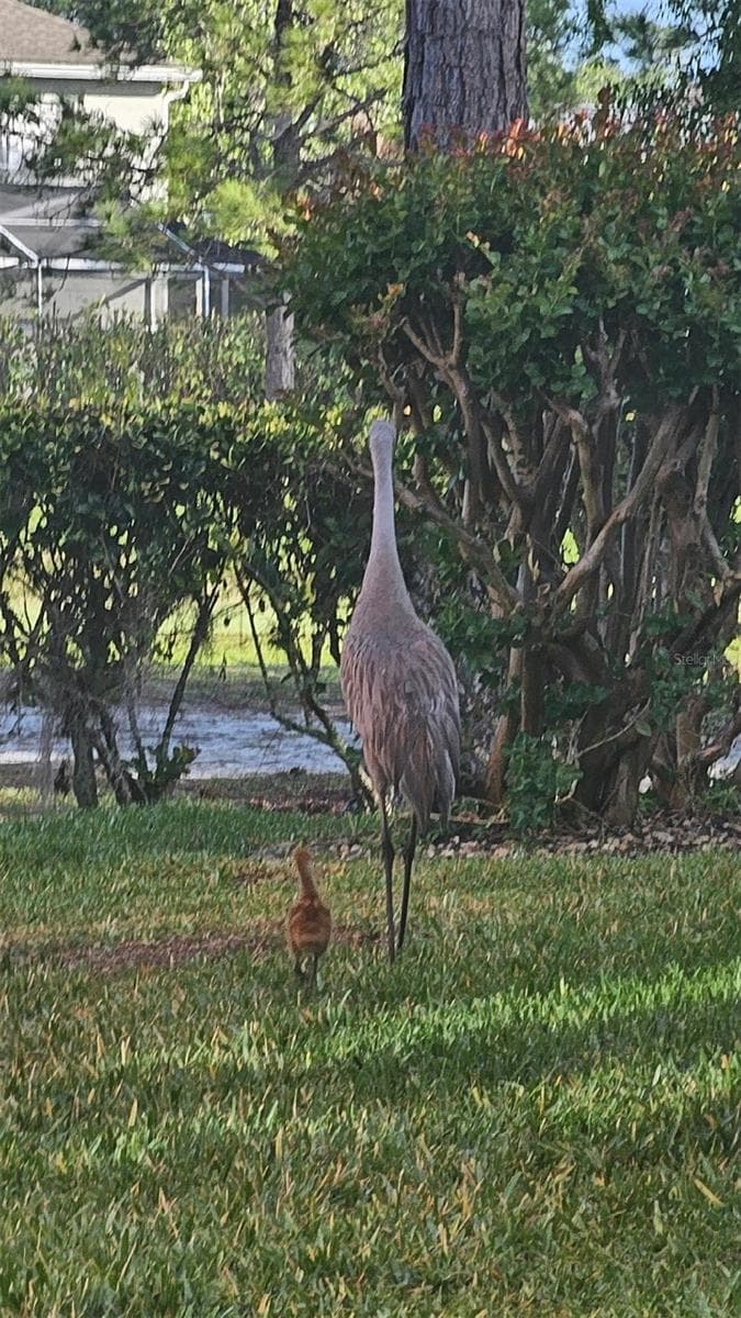 BIRDS COMMON IN NEIGHBORHOOD - 13109 ELGAR PL, RIVERVIEW