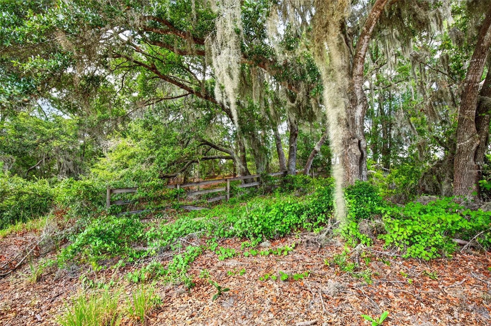 Land at MALAUKA LOOP, OCKLAWAHA, photo 2 of 30