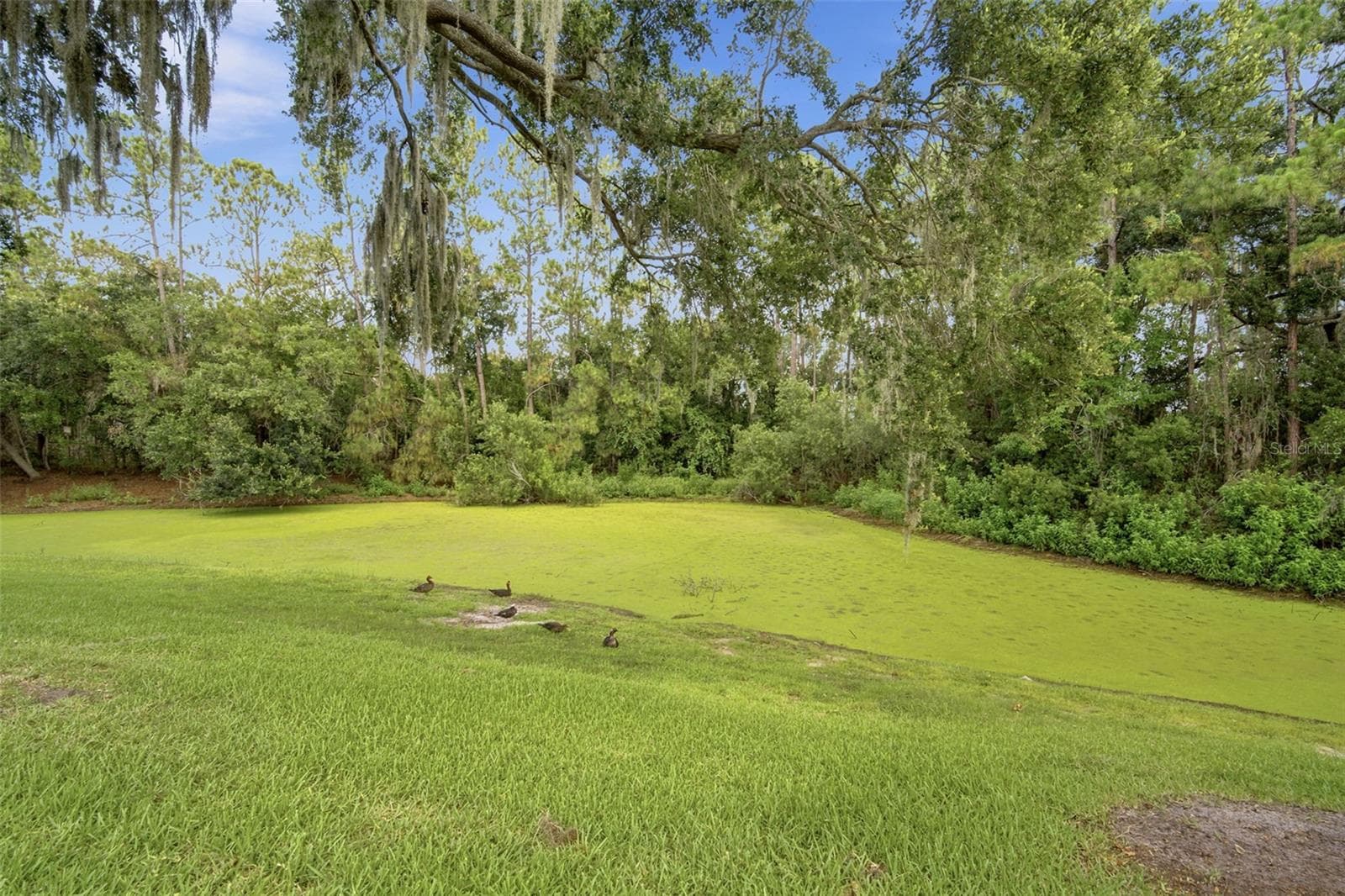 PRIVACY. No neighbors behind you. - 1014 HARDWOOD DR, VALRICO