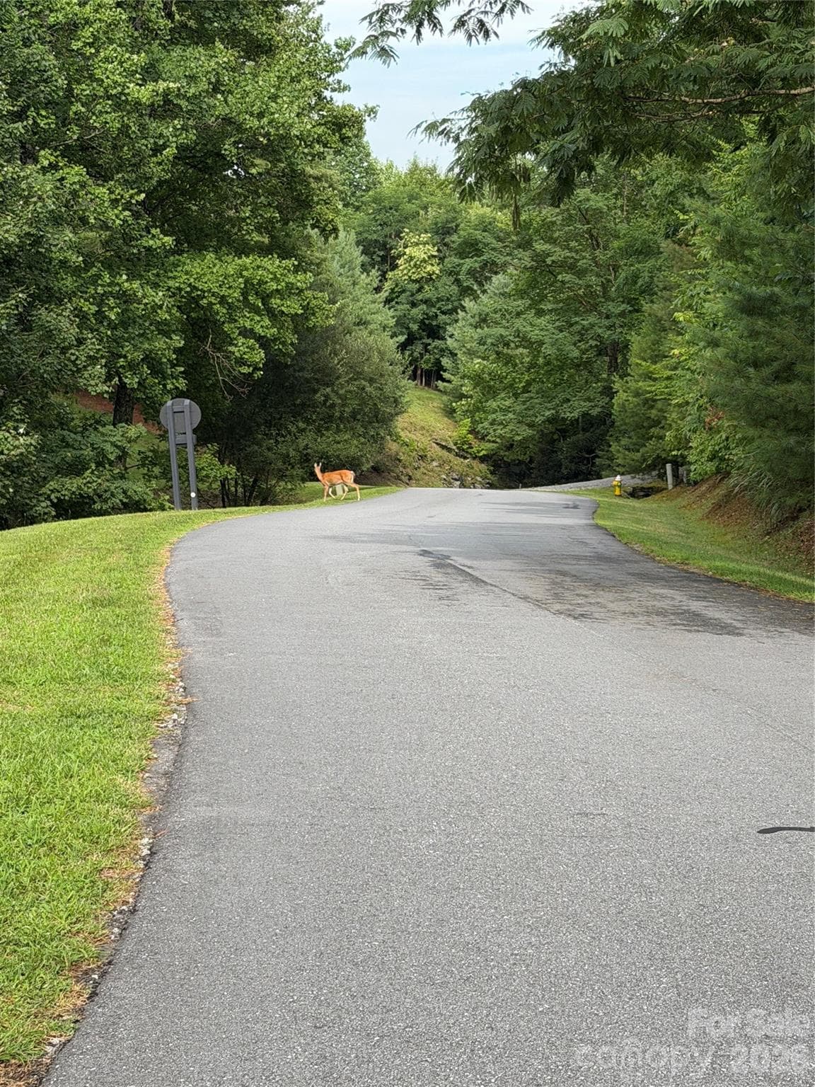 Deer crossing in front of Lot 10 - 0 Gateway Drive, Hendersonville