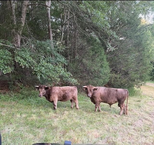 Cows in pasture - 3448 Center Road, Chester