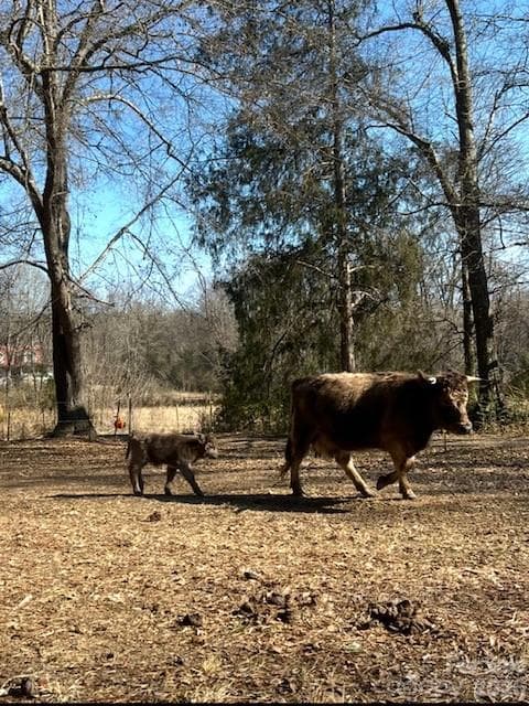 Mama and baby - 3448 Center Road, Chester