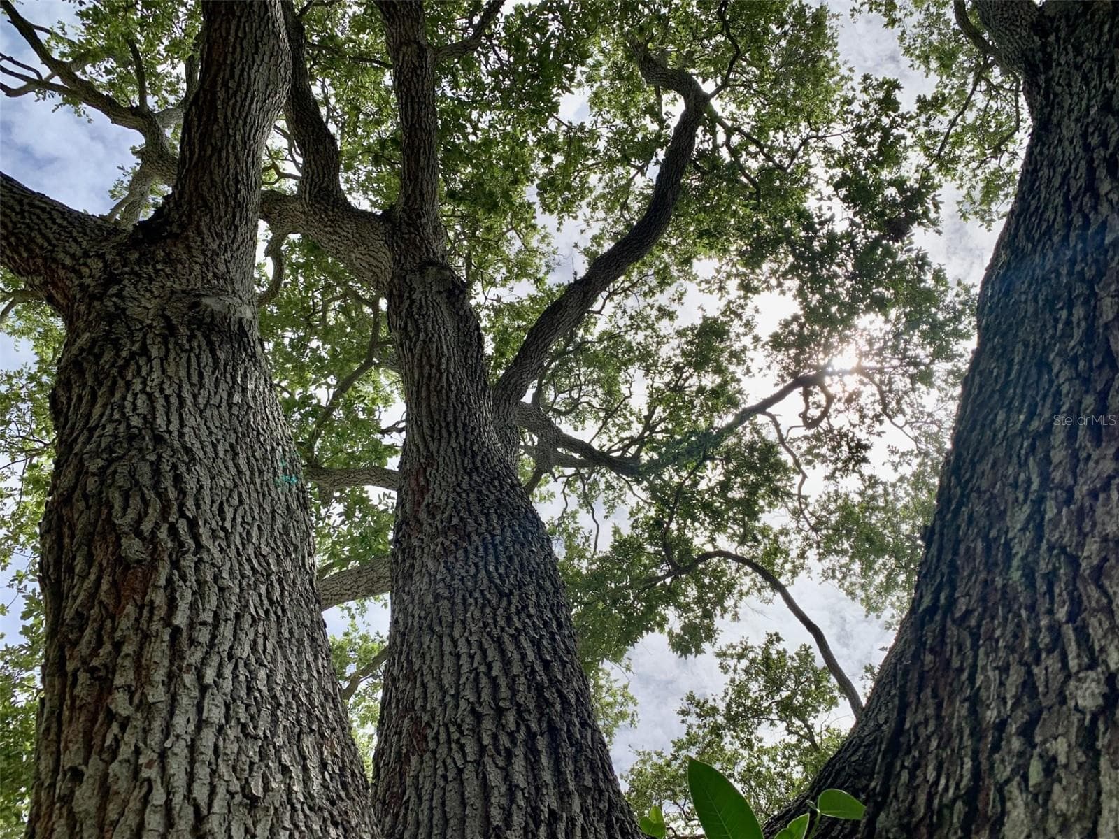 Mature oak is the front yard's center piece - 5050 29TH AVE N, ST PETERSBURG