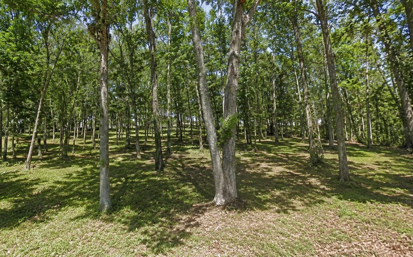 Ground View - OAKDALE AVE, BROOKSVILLE