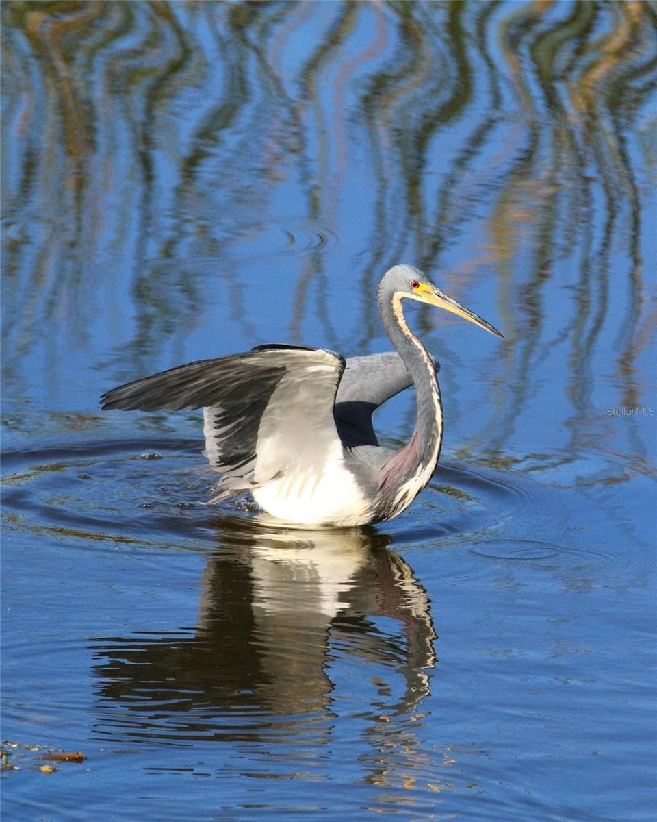 local wildlife - 7917 PINEGROVE CT #1, SARASOTA