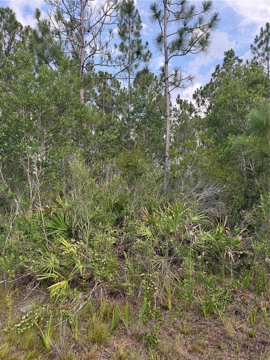 Brush area - HOLOPAW GROVES RD #Lot 99 & 100, ST CLOUD
