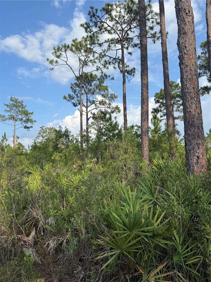Tree line - HOLOPAW GROVES RD #Lot 125 & 126, ST CLOUD