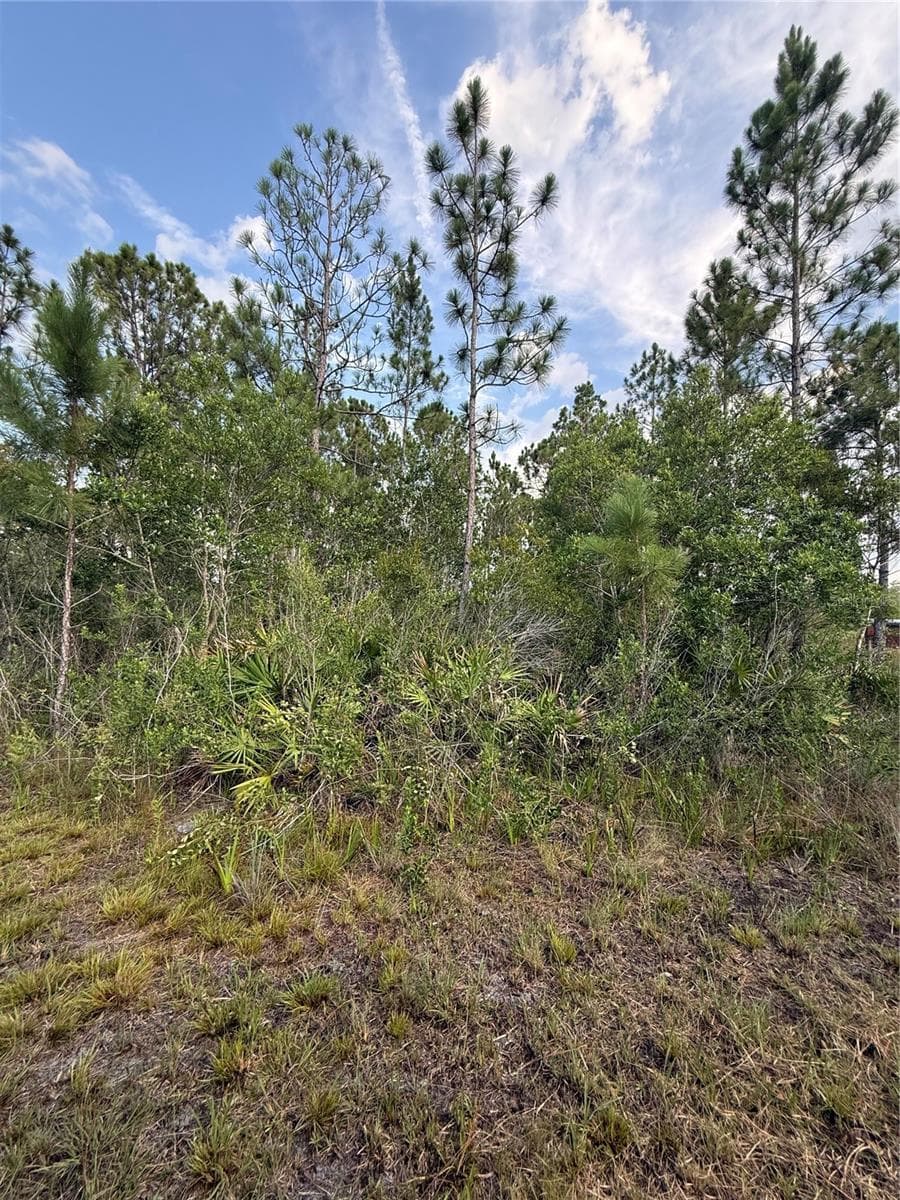 Brush area - HOLOPAW GROVES RD #Lot 125 & 126, ST CLOUD