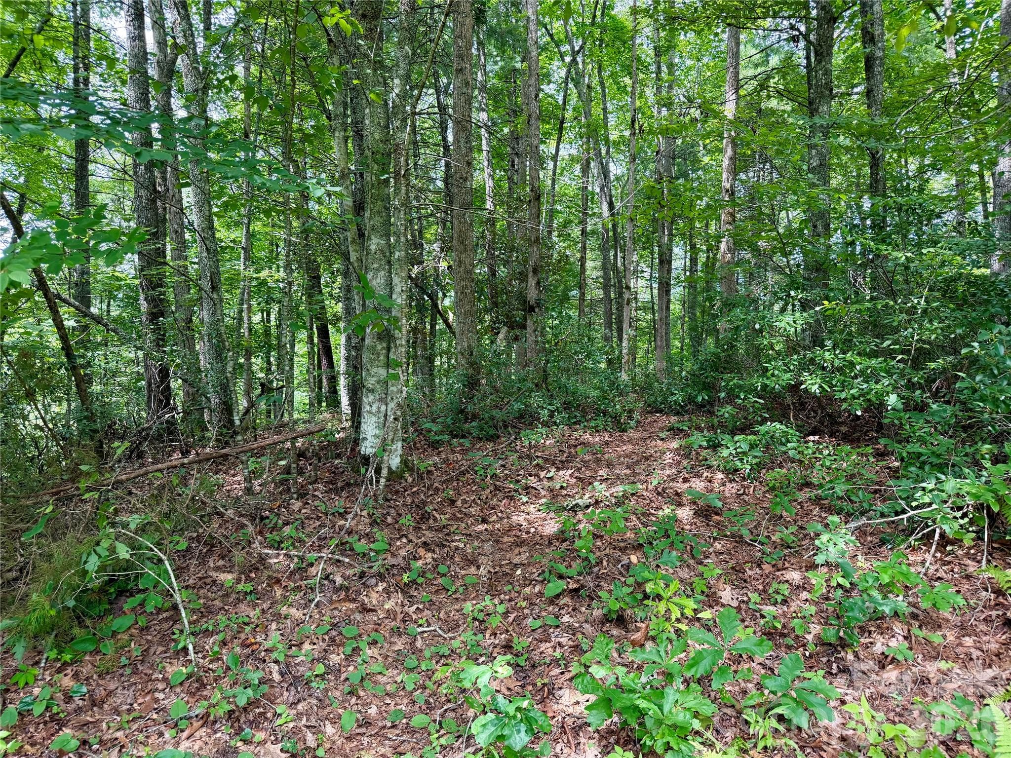Lot at 1156 Bear River Lodge Trail, Marshall, photo 10 of 48