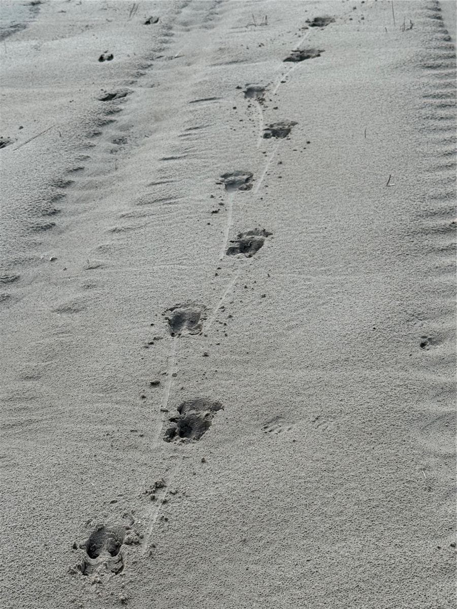 Deer & Raccoon prints - HOLOPAW GROVES RD #Lot 99 & 100, ST CLOUD