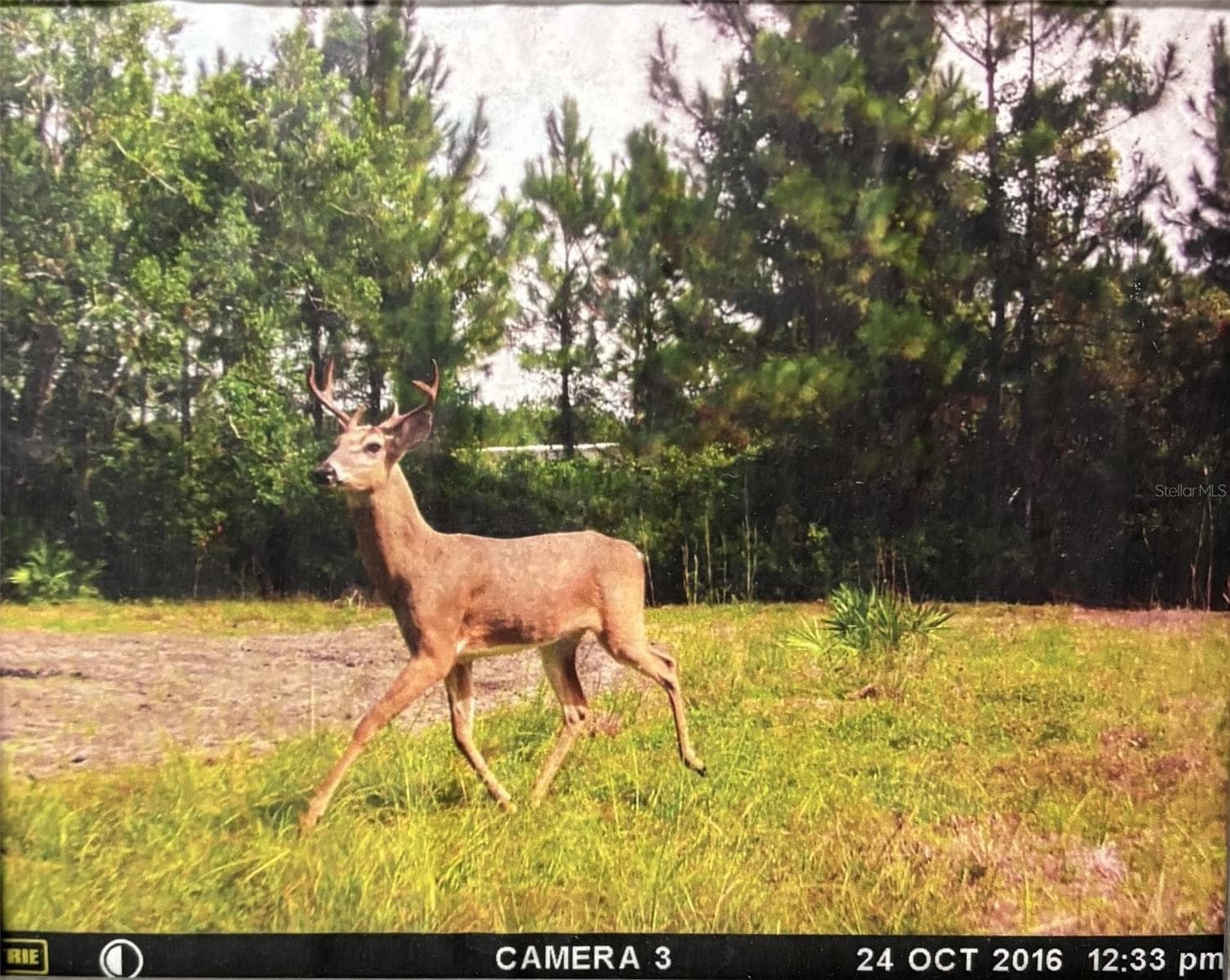 Land at 790 NW 42 TER, CHIEFLAND, photo 5 of 50