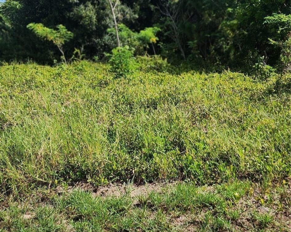 Land at 26532 ANGELICA RD, PUNTA GORDA, photo 5 of 16