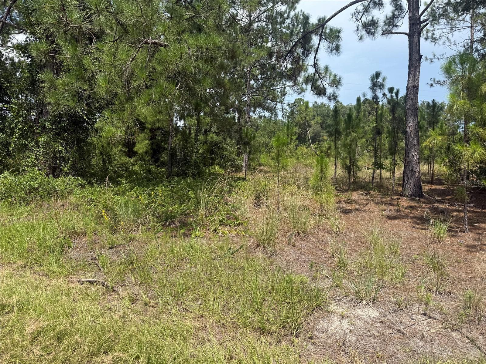 Land at LOCUST CRS, OCALA, photo 2 of 4