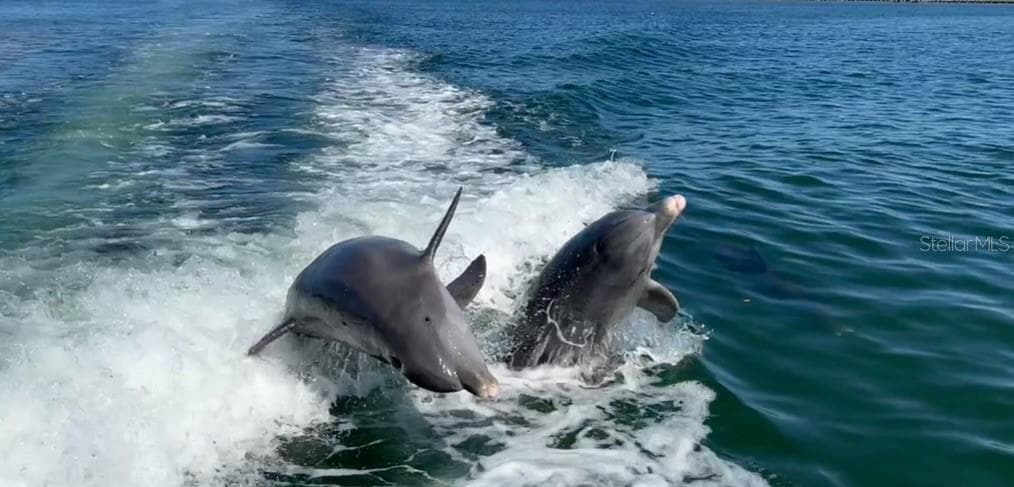 Enjoy the dolphins on your boat ride!! Quick 5 minute ride to Stump Pass and approximately 20-25 minutes to the Boca Grande Sandbar! - 8152 SEASHELL ST, ENGLEWOOD