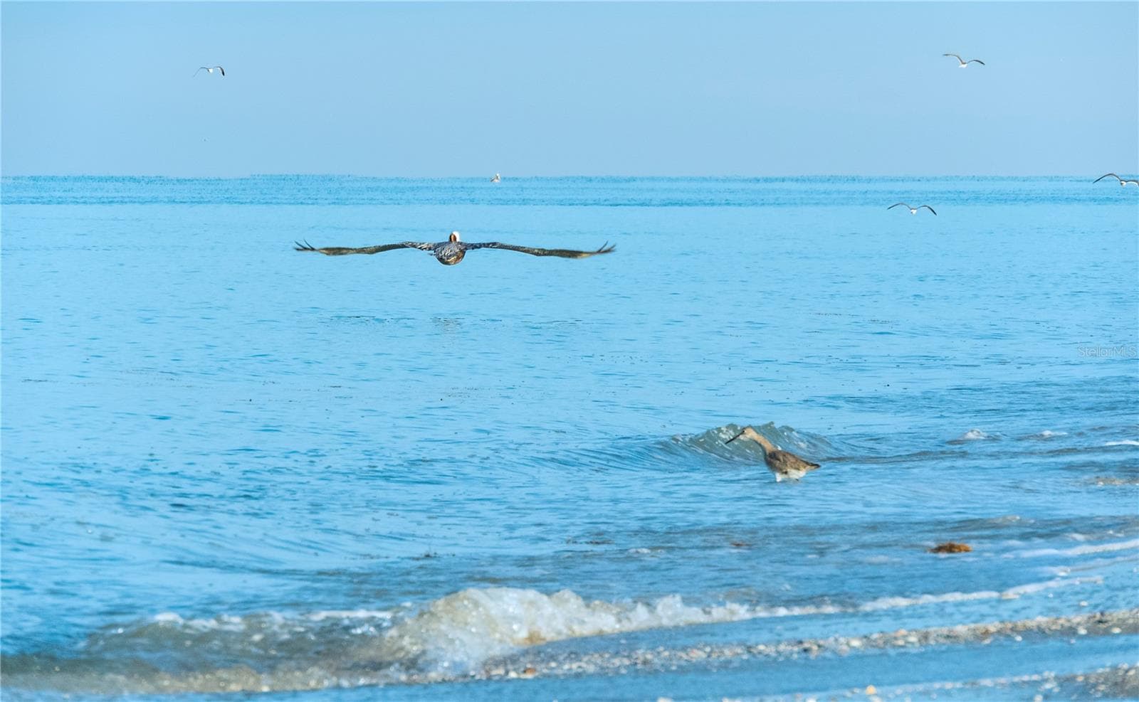Pelican in flight - 8152 SEASHELL ST, ENGLEWOOD