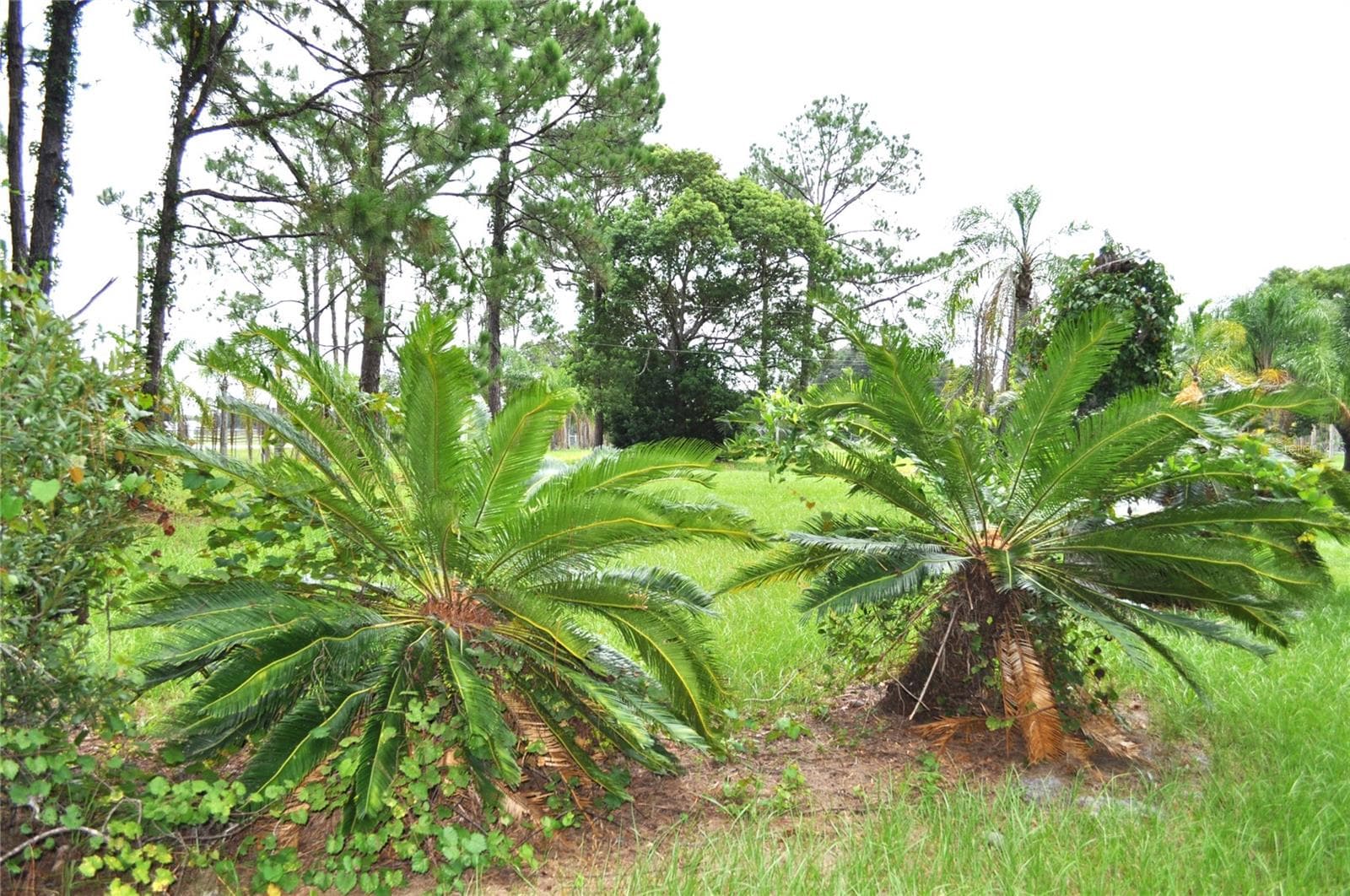 Palm trees throughout - 5170 STAR LINE DR, ST CLOUD
