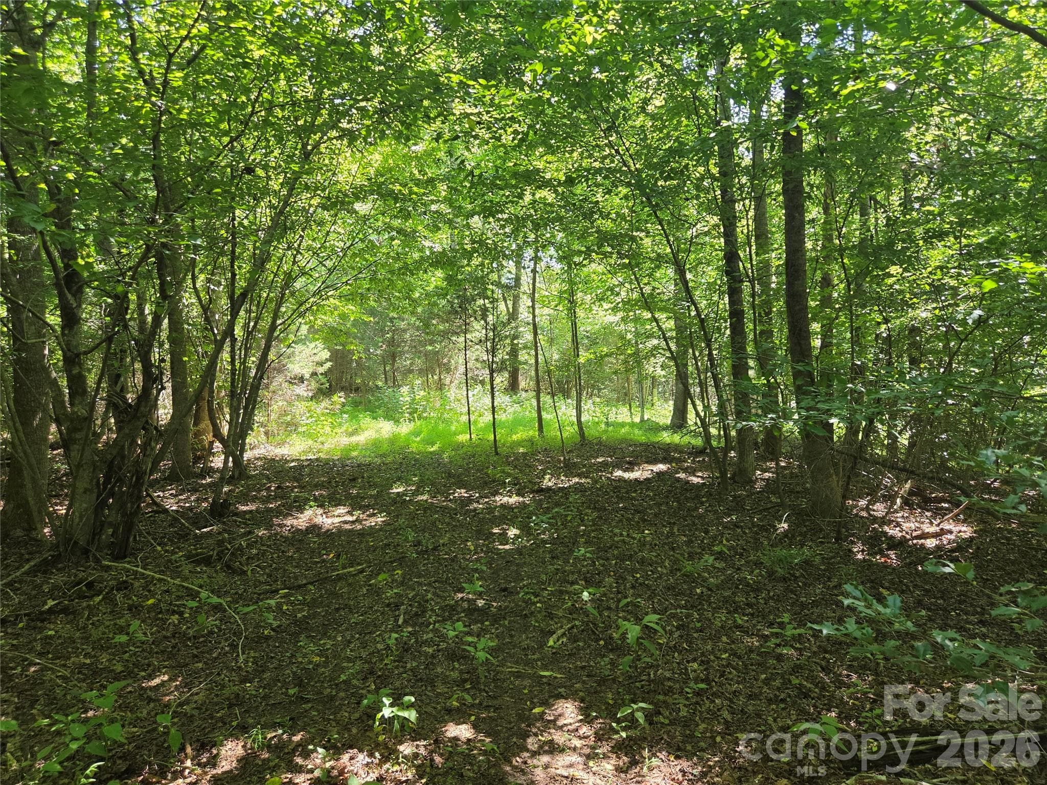 Acreage at 700 Nelson Lane, Millers Creek, photo 3 of 47