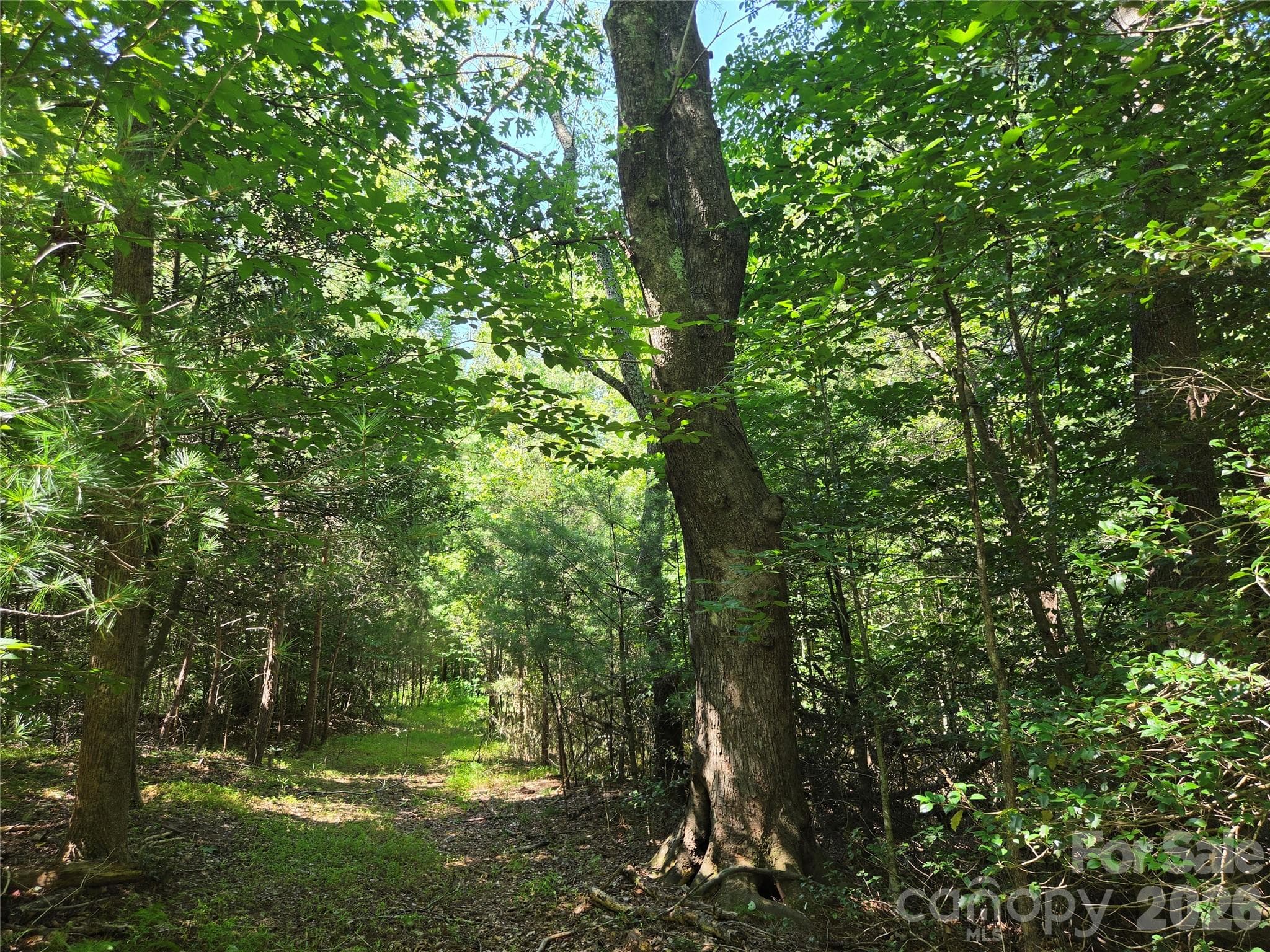 Acreage at 700 Nelson Lane, Millers Creek, photo 4 of 47