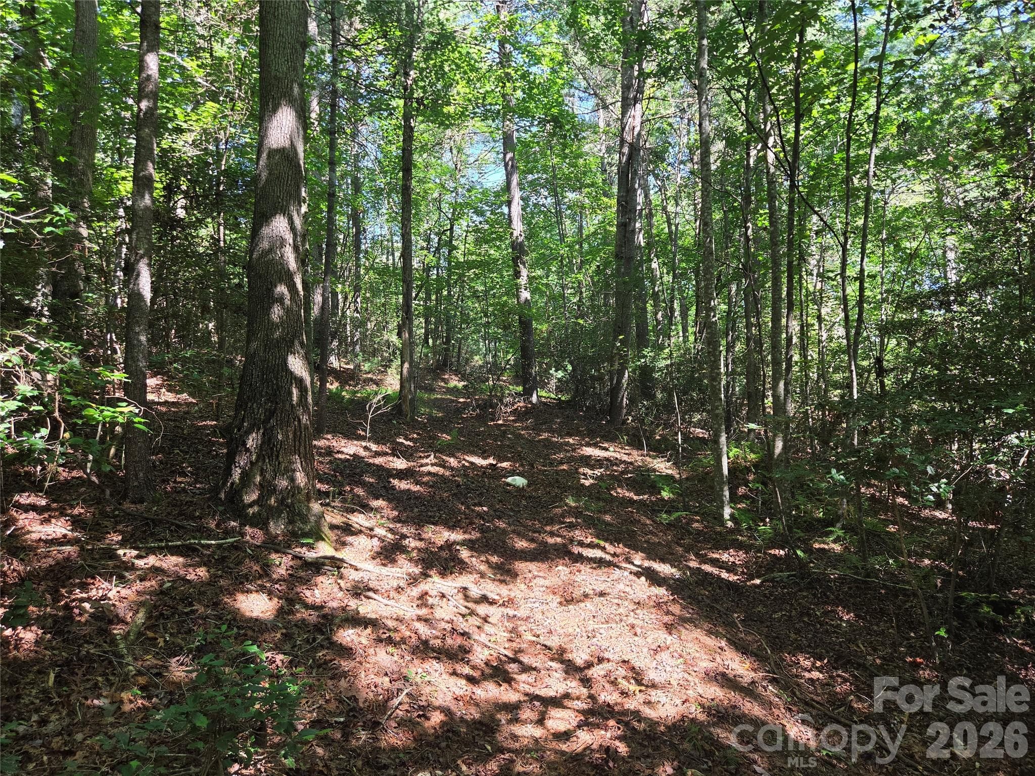 Acreage at 700 Nelson Lane, Millers Creek, photo 21 of 47