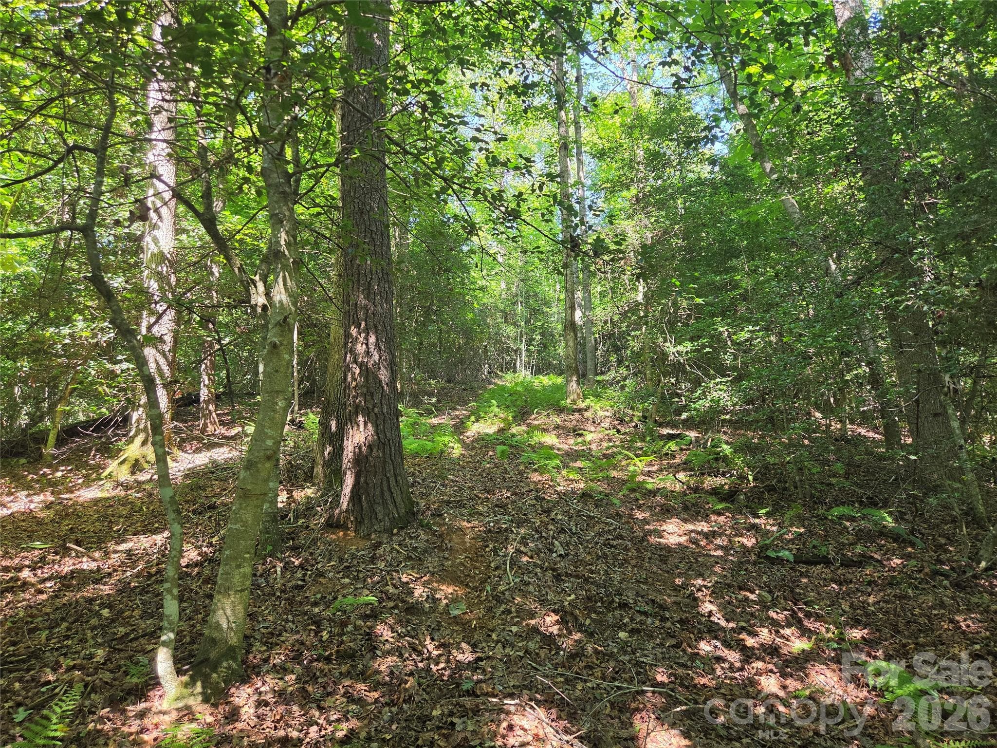 Acreage at 700 Nelson Lane, Millers Creek, photo 24 of 47