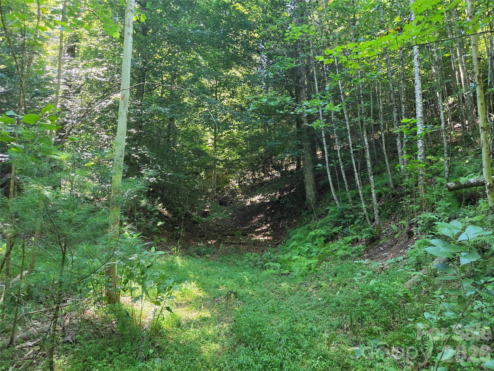 Acreage at 700 Nelson Lane, Millers Creek, photo 27 of 47