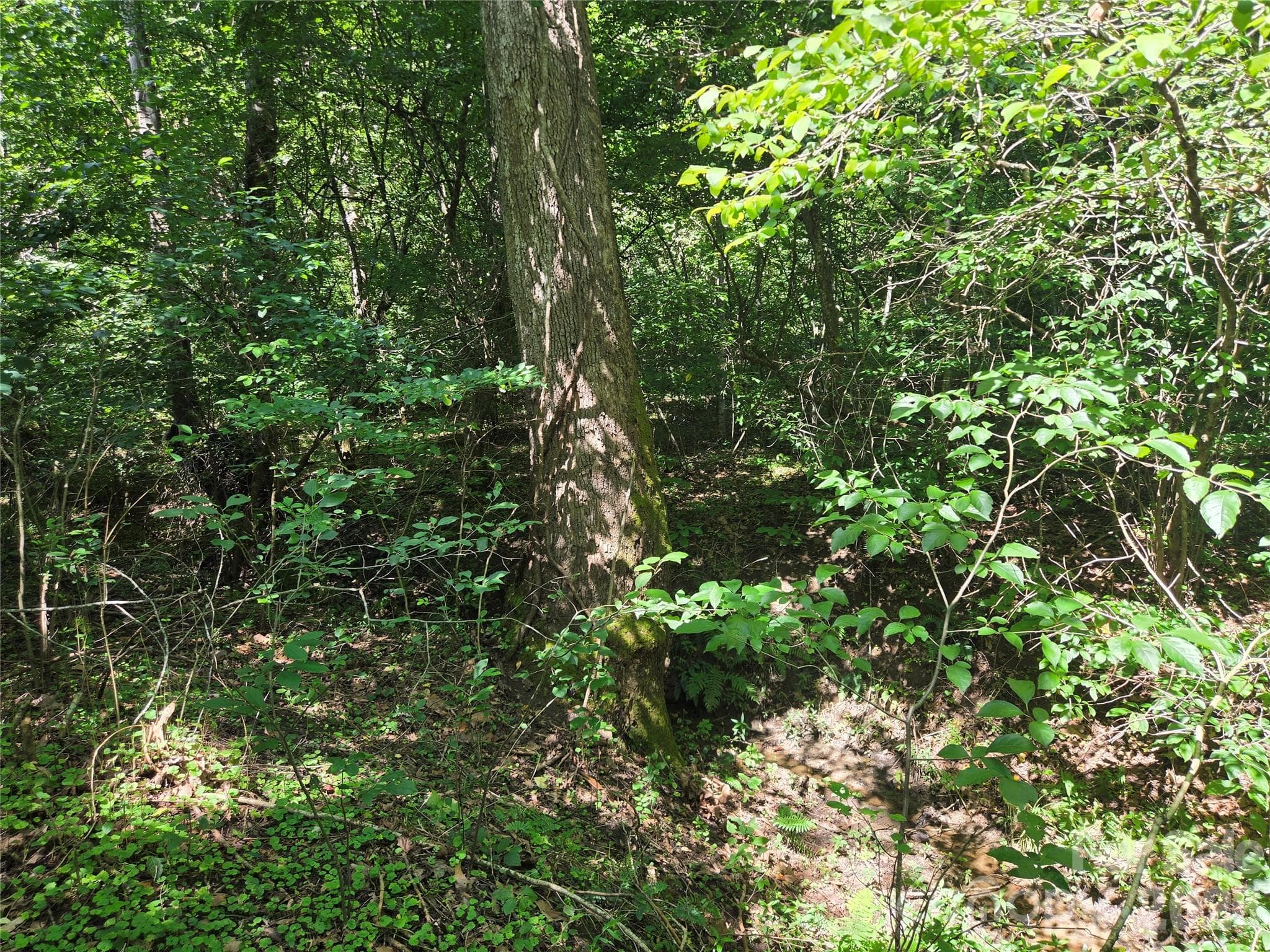 Acreage at 700 Nelson Lane, Millers Creek, photo 35 of 47