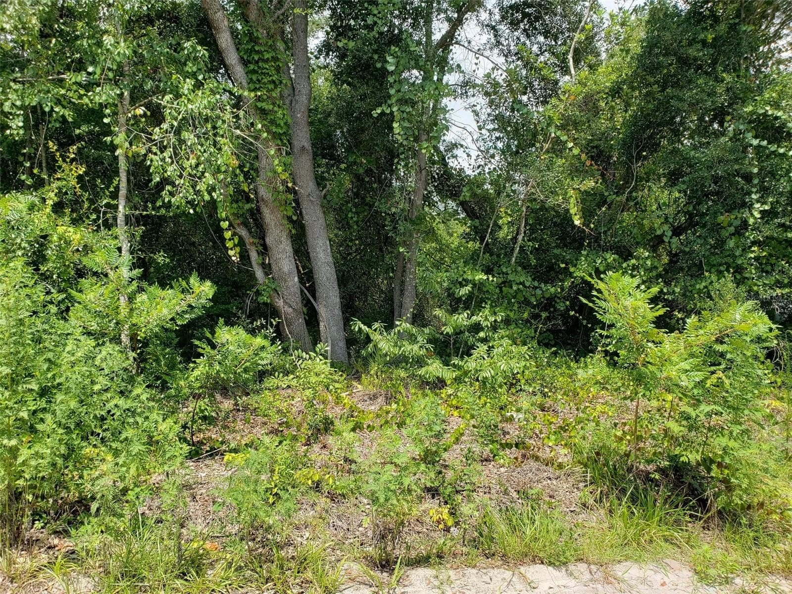 PINE VALLEY DR