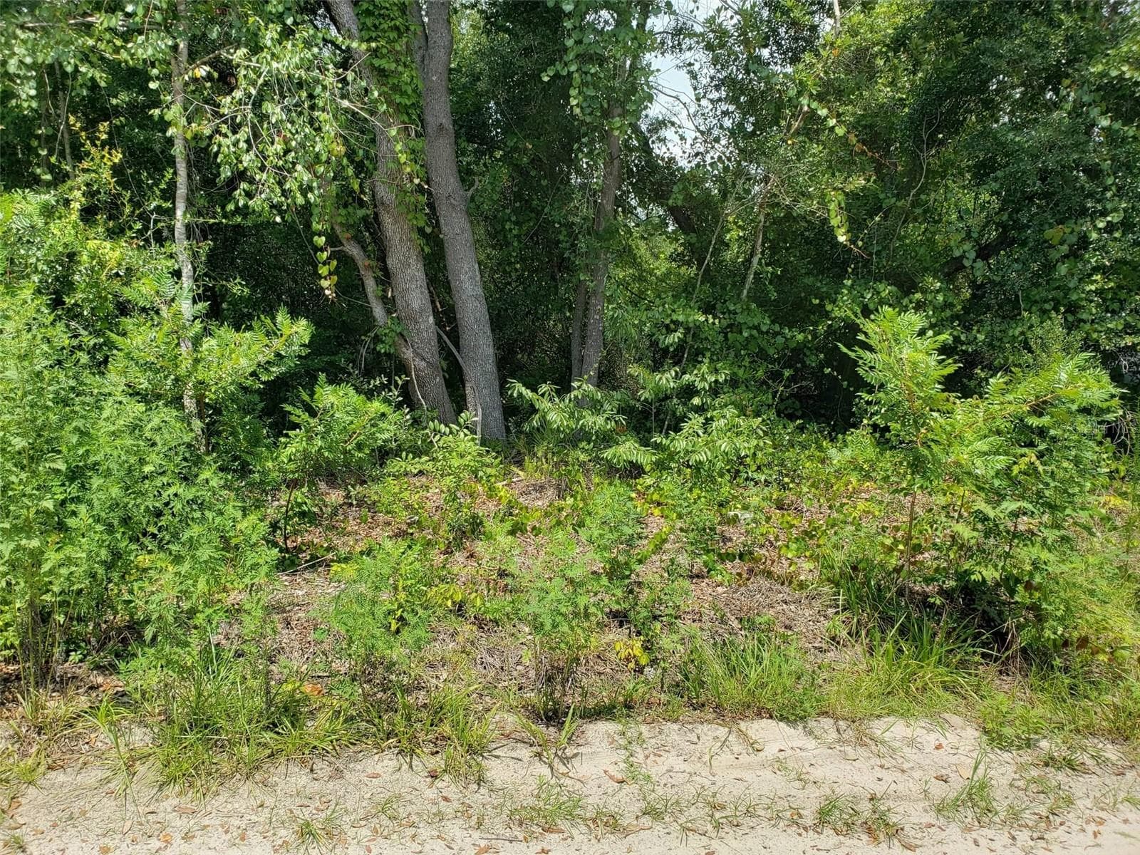 Land at PINE VALLEY DR, PAISLEY, photo 10 of 12