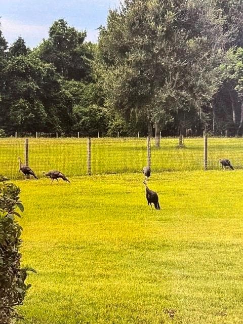 I Hear The Neighbors Are a Bunch of Turkeys! - 2300 PINE MEADOWS PL, CHULUOTA
