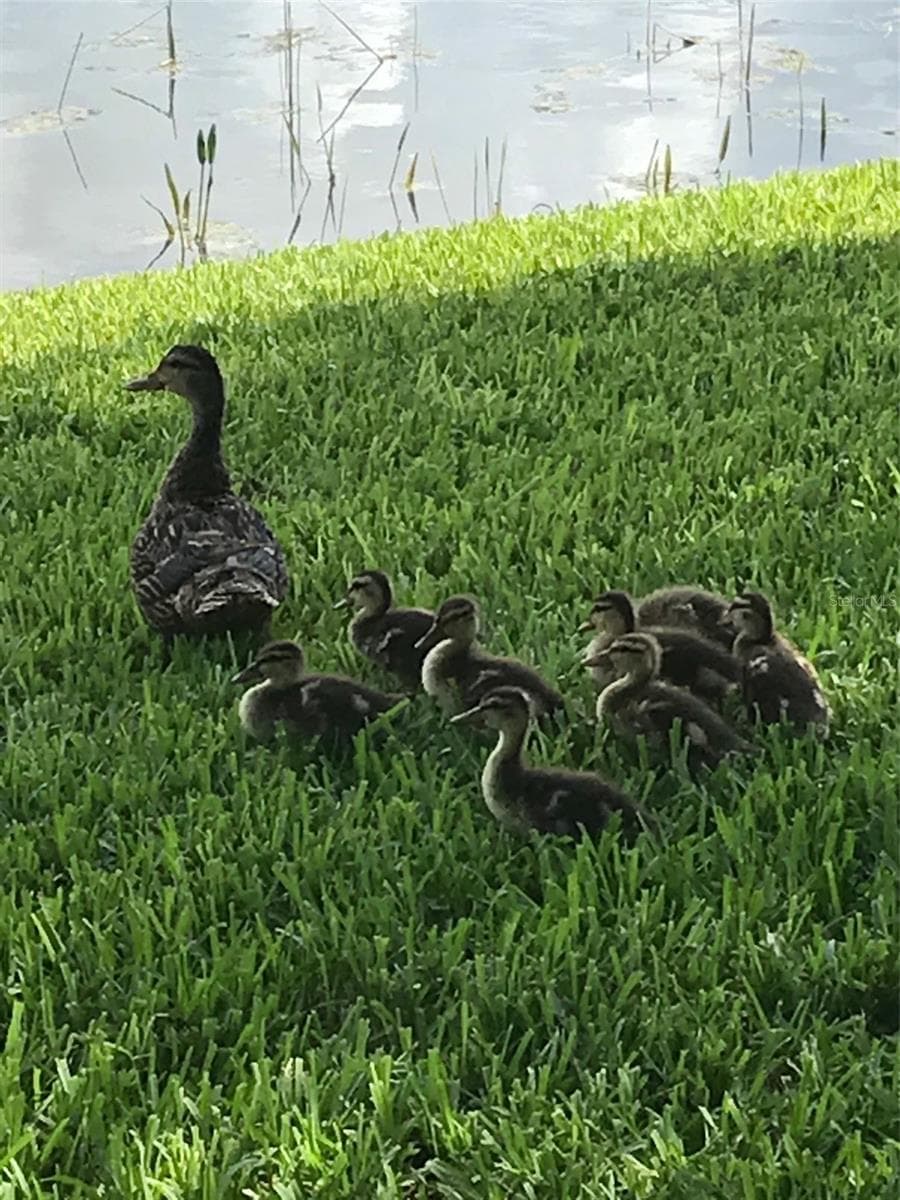 Life on the water! - 7344 SKYBIRD RD, BRADENTON
