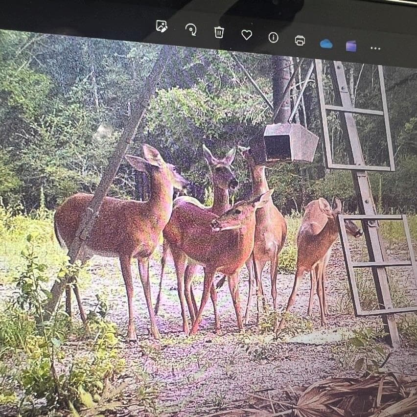 Land at 18233 185TH RD, LIVE OAK, photo 74 of 96