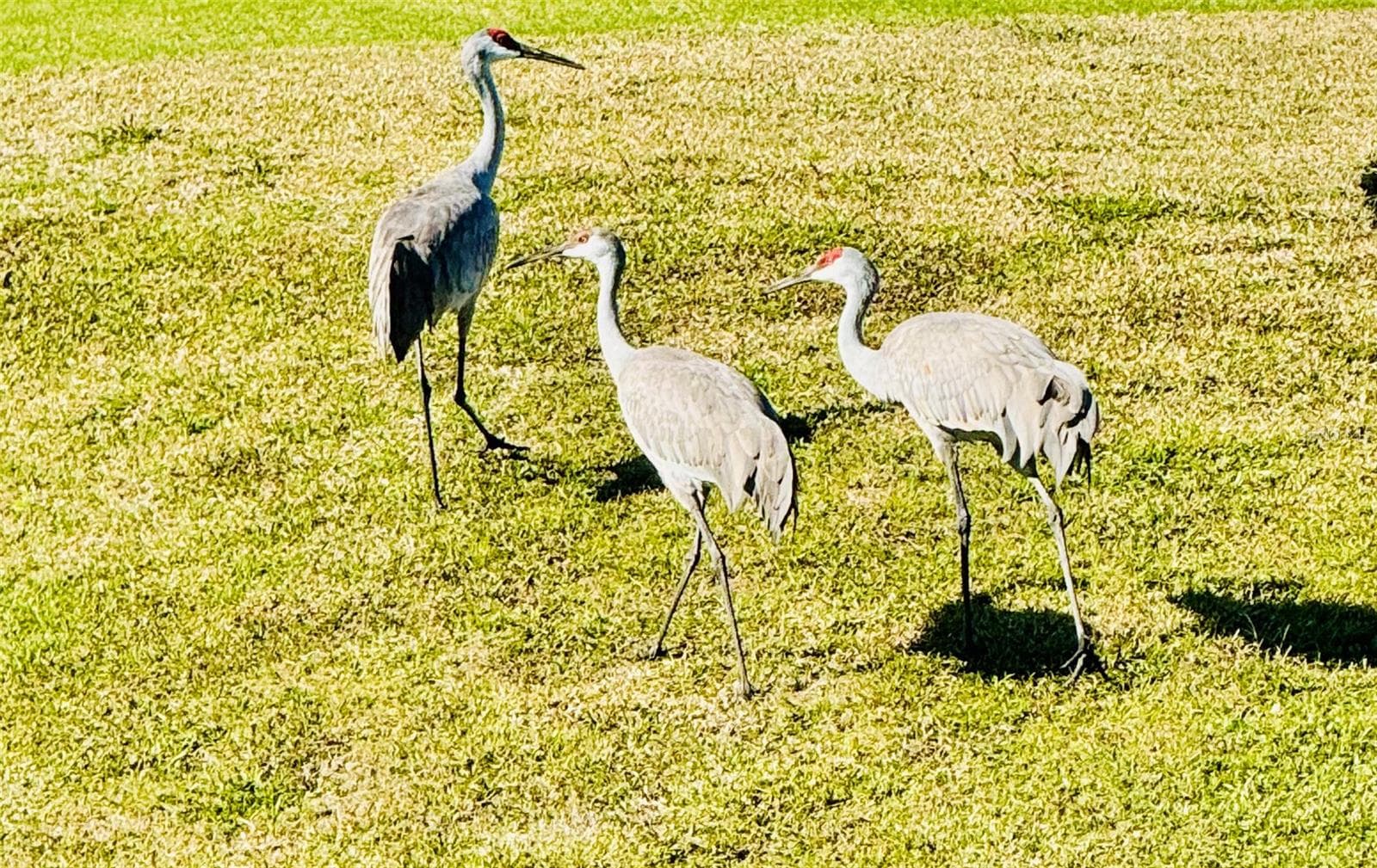 Sandhill Cranes - 2457 ST GEORGE DR, DAVENPORT
