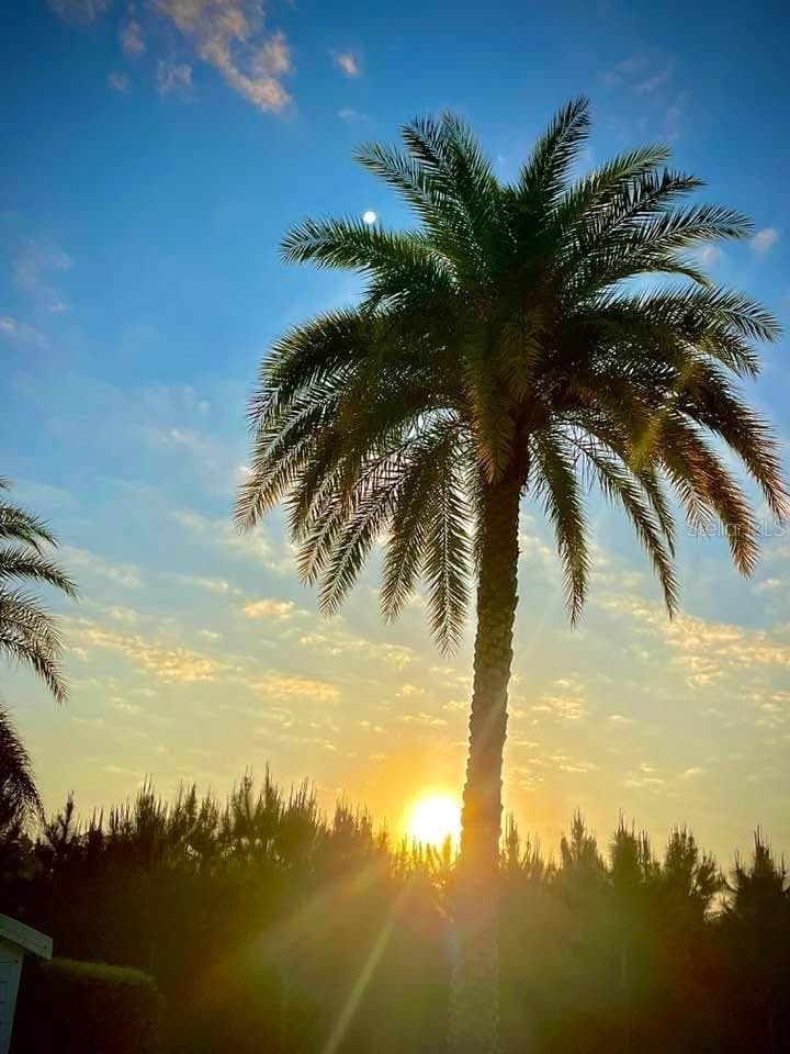 Love palm trees? - 2457 ST GEORGE DR, DAVENPORT