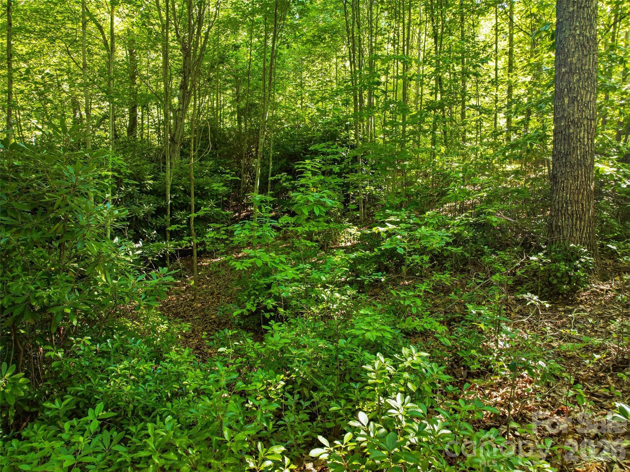 Lot at 0000 Red Bud Lane, Laurel Park, photo 3 of 22