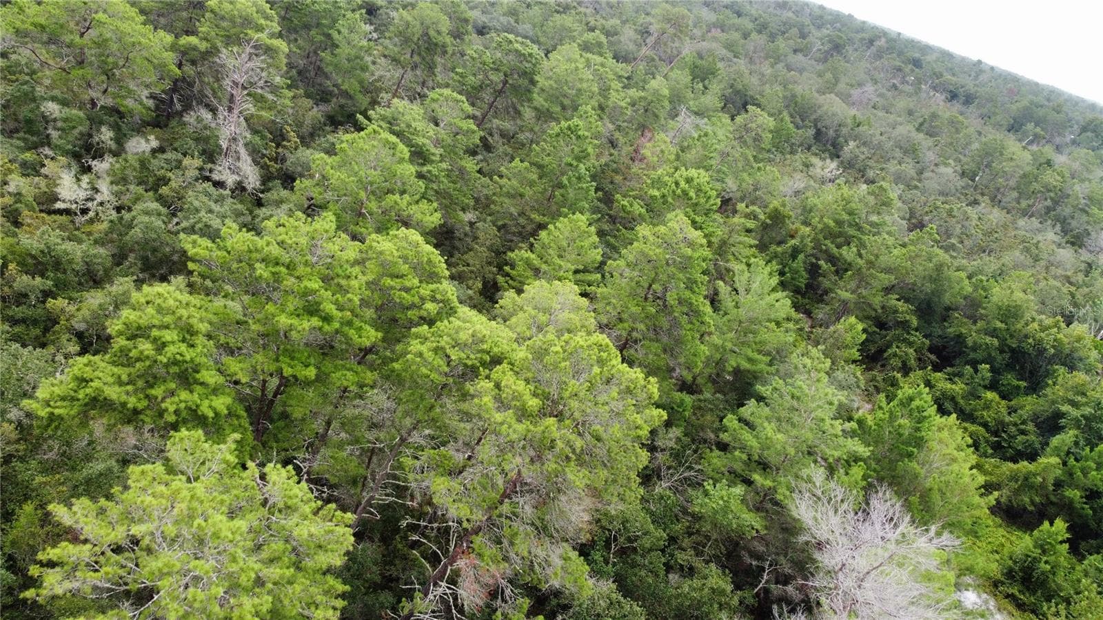 Land at ST CLAIRE LAKE DR, DELAND, photo 13 of 17