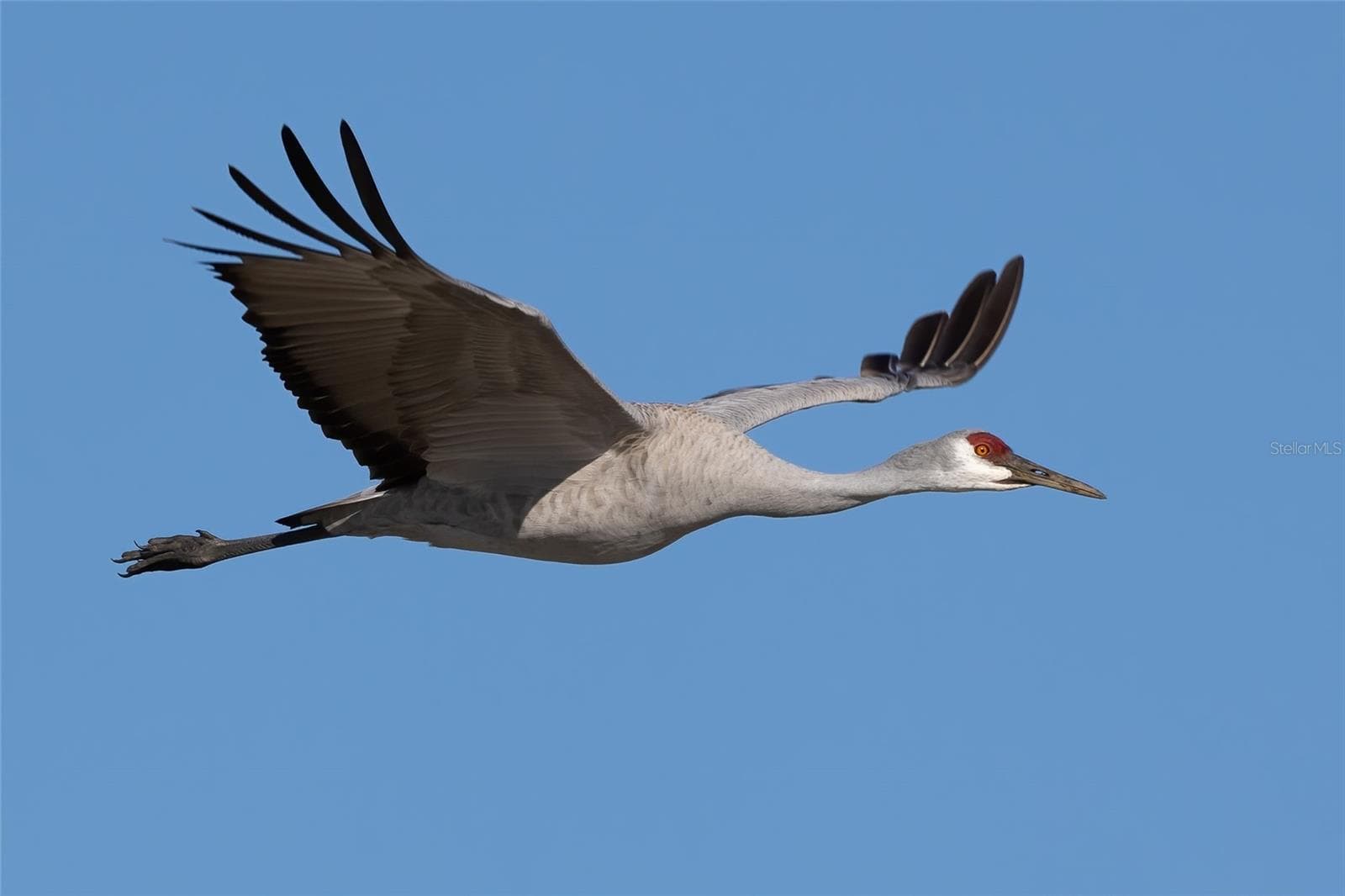 Sandhill Crane in Flight: Frank Schulenburg / Wikimedia Commons / CC BY-SA 4.0 - 817 OAKS SHORES RD, LEESBURG