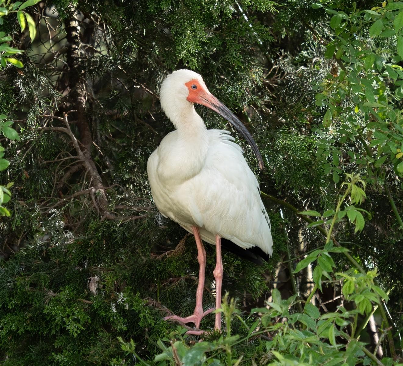 Native Florida Ibis: Rhododendrites / Wikimedia Commons / CC BY-SA 4.0 - 817 OAKS SHORES RD, LEESBURG