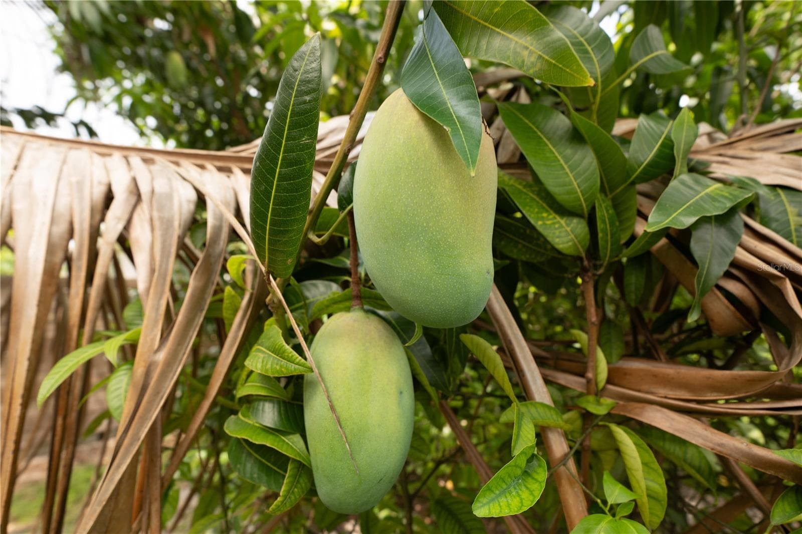 Mango tree - 8345 TRILLIUM RD, FORT MYERS