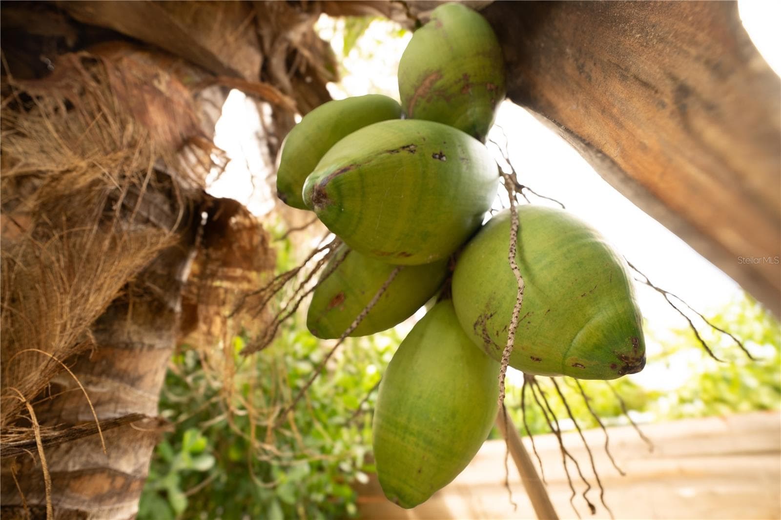 Coconut tree - 8345 TRILLIUM RD, FORT MYERS