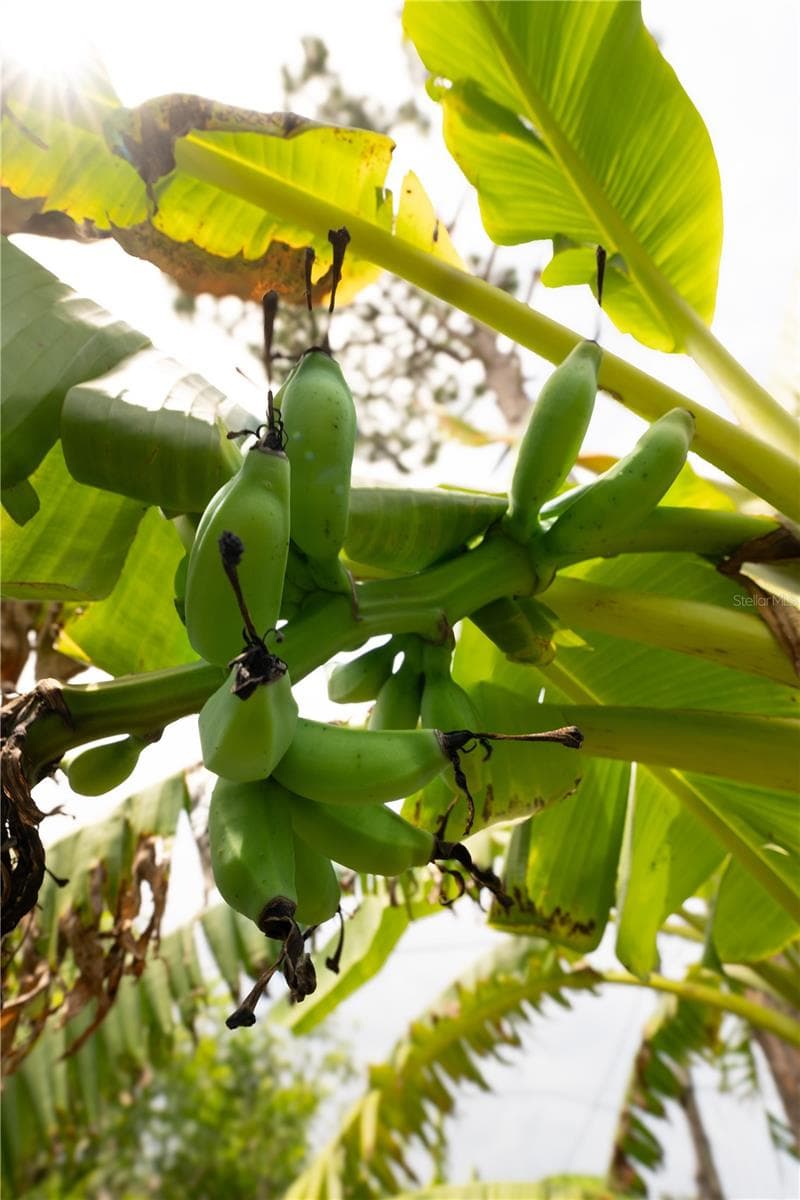 Banana plant - 8345 TRILLIUM RD, FORT MYERS