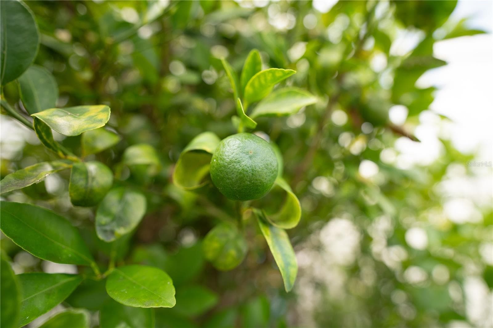 Citrus plant - 8345 TRILLIUM RD, FORT MYERS