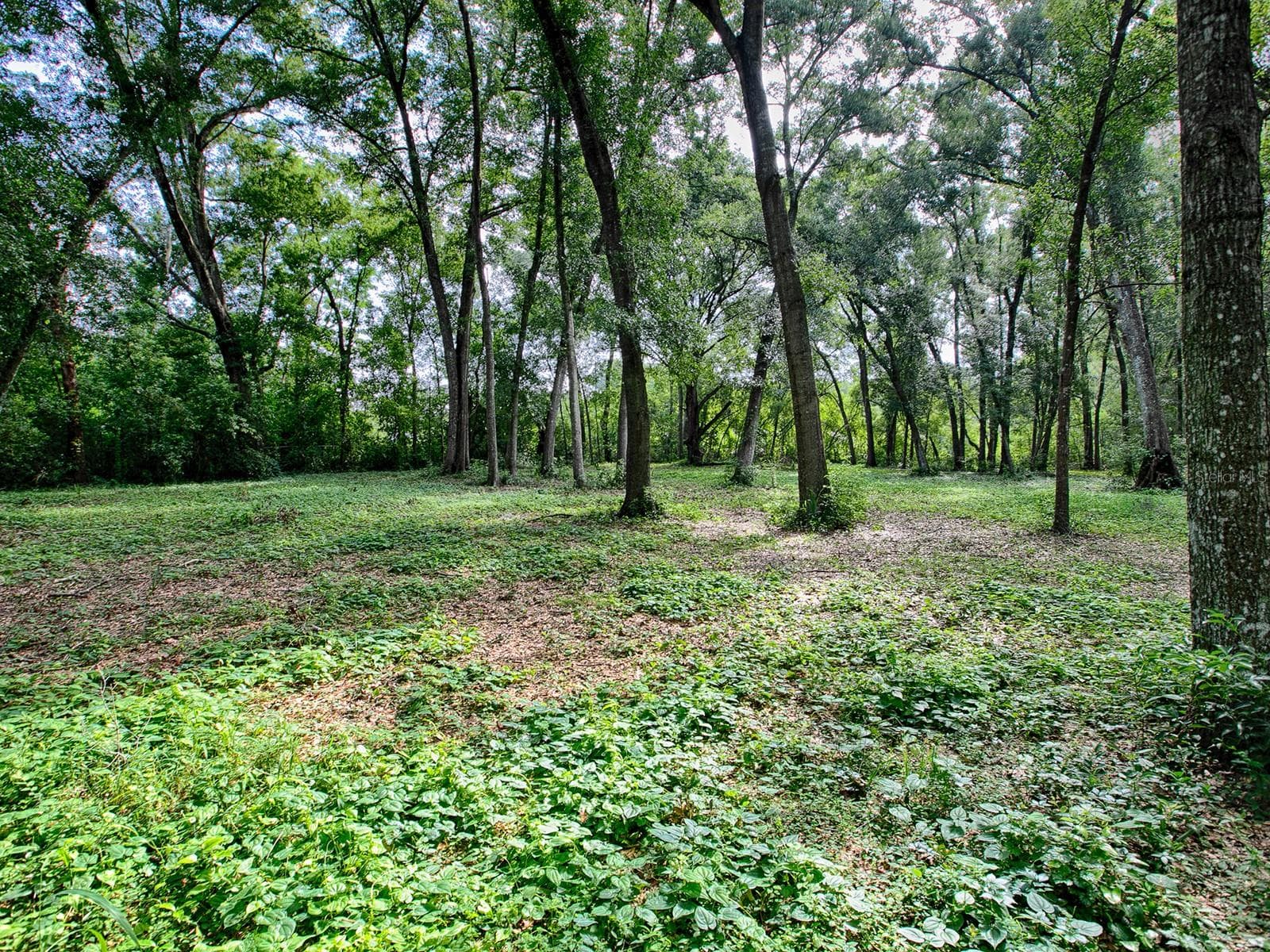 Land at 4905 PLYMOUTH SORRENTO RD, APOPKA, photo 11 of 14