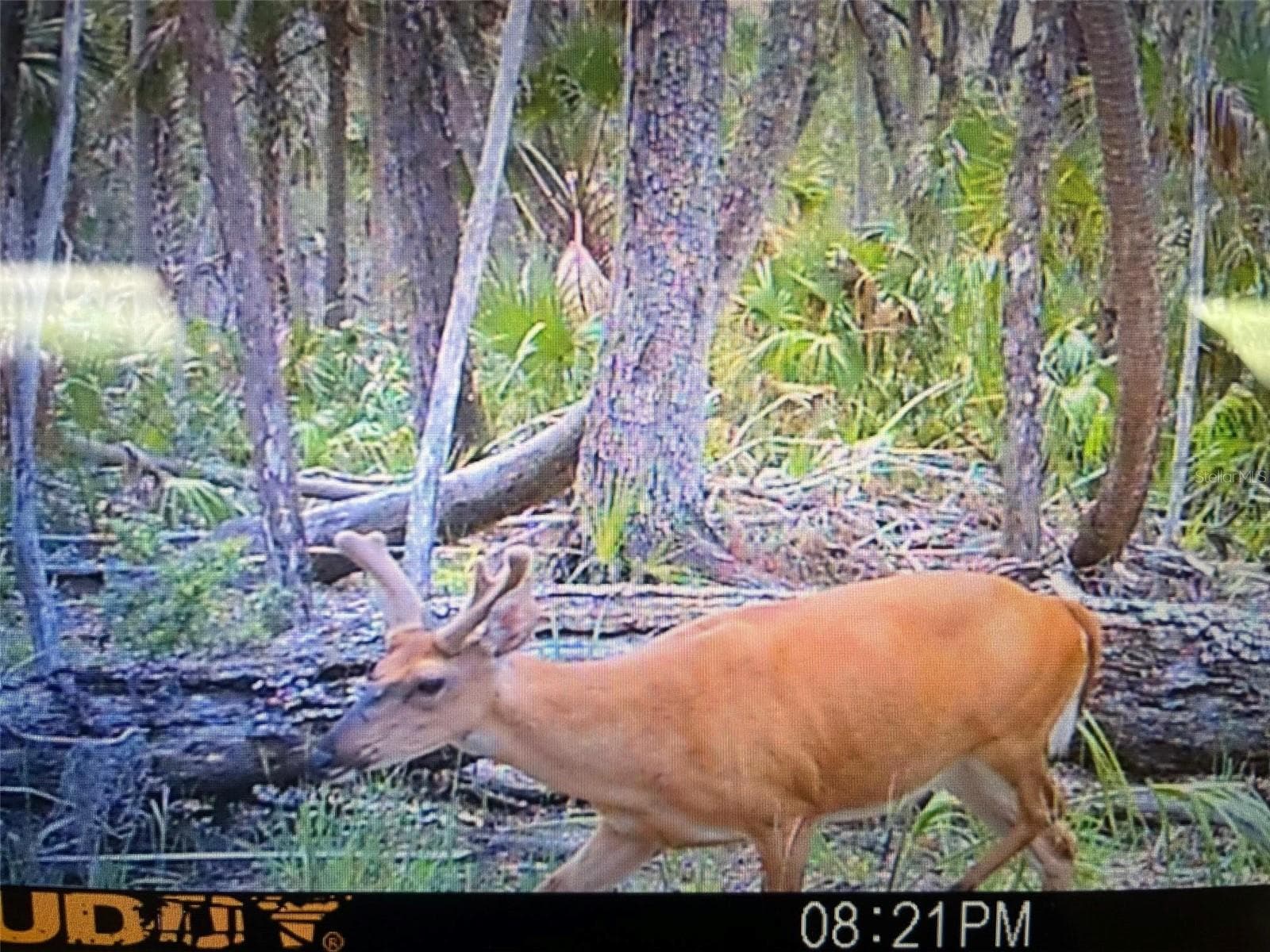 Land at 0 SE BEE TREE RD, GULF HAMMOCK, photo 8 of 19