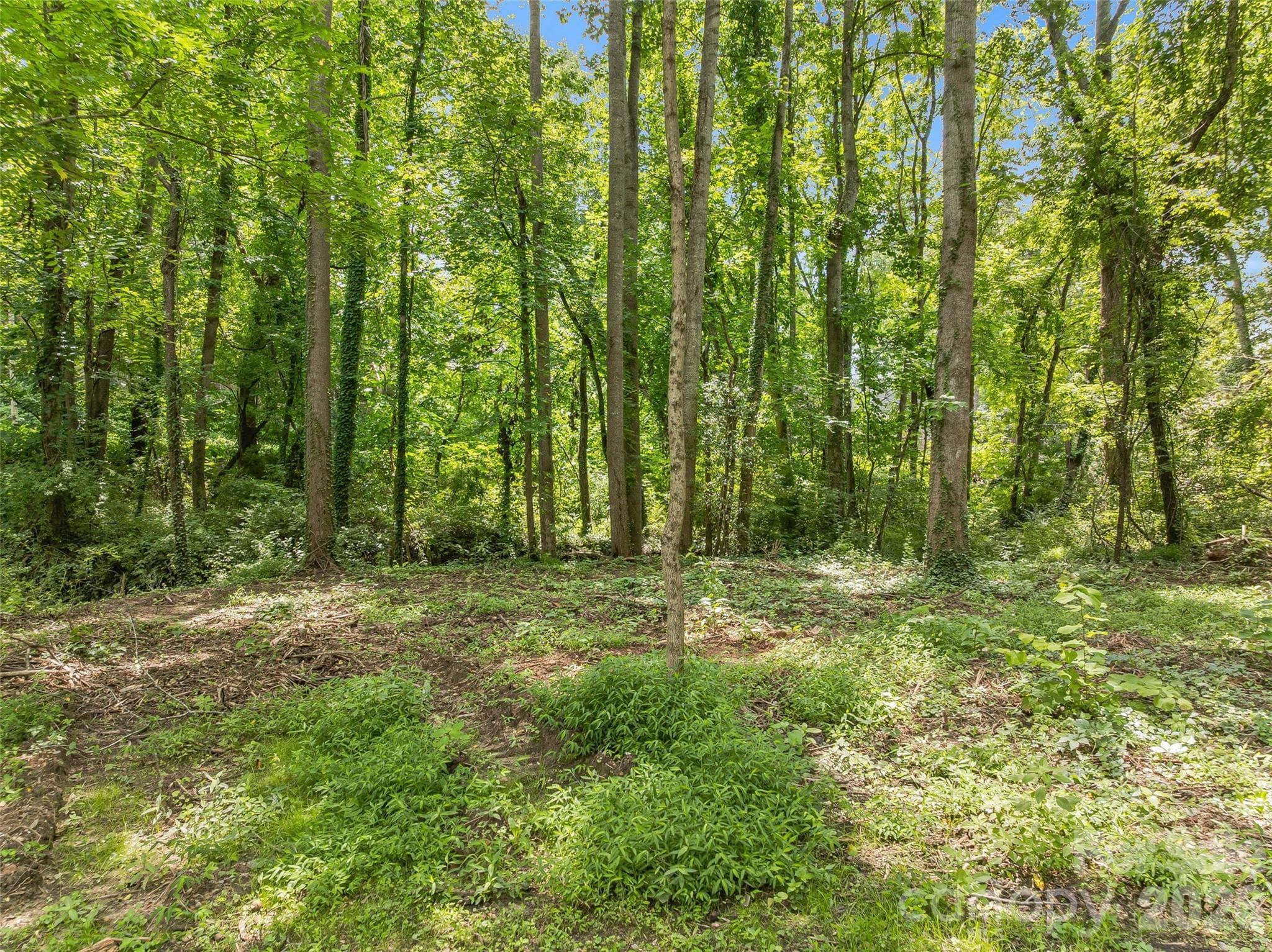 Cleared space as well as lovely mature trees. - 468 Governors View Road, Asheville