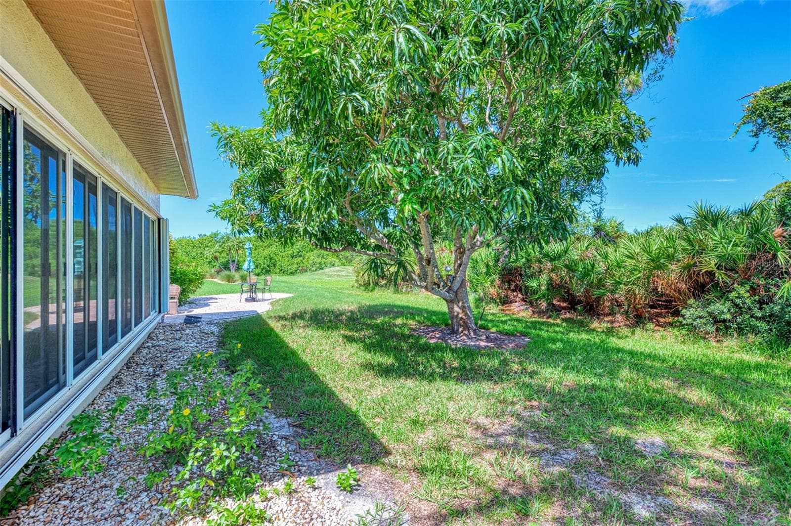Huge Mango Tree - 8252 PARKSIDE DR, ENGLEWOOD