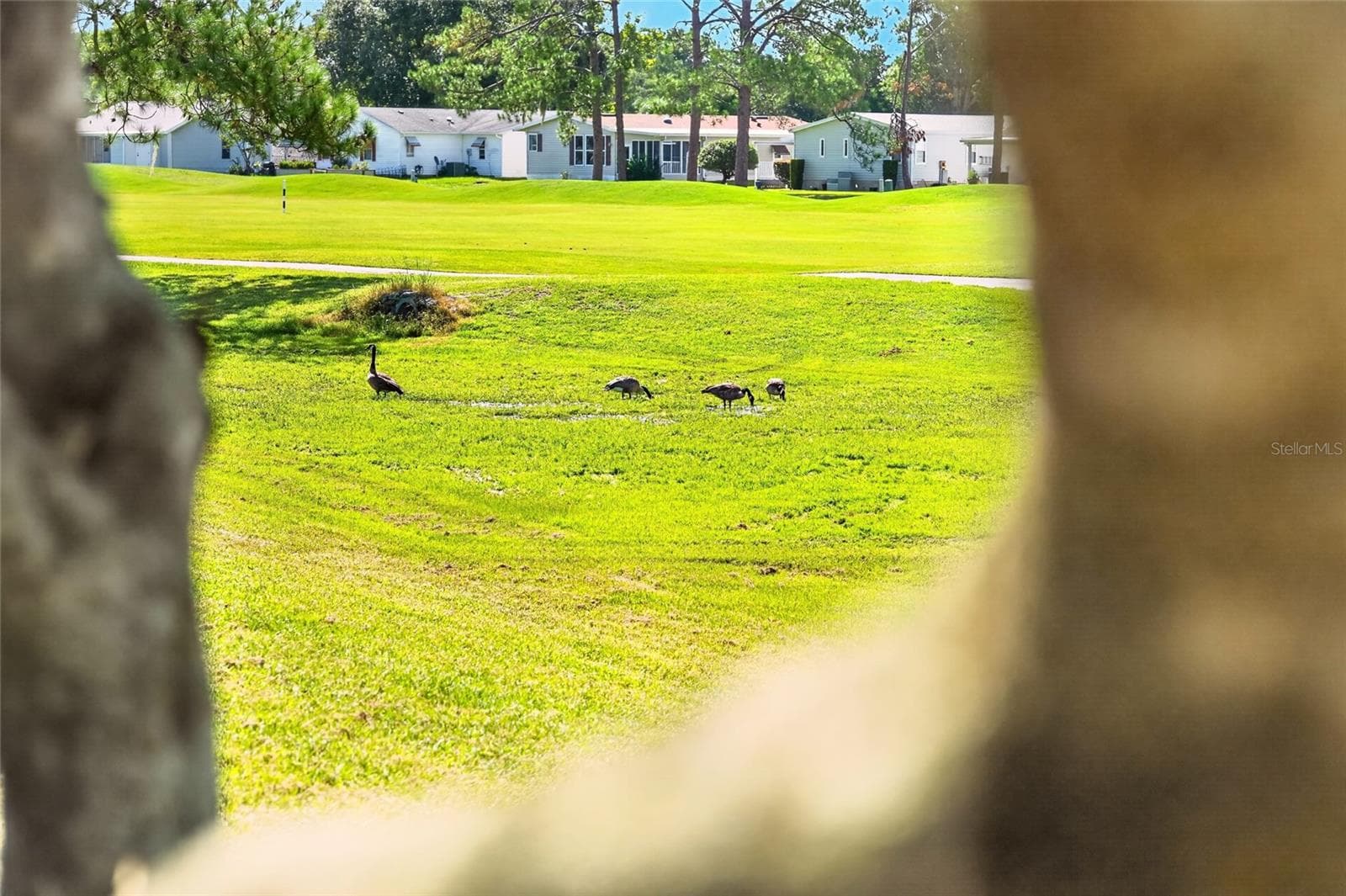 Bird Watching!! - 1712 W SCHWARTZ BLVD, THE VILLAGES