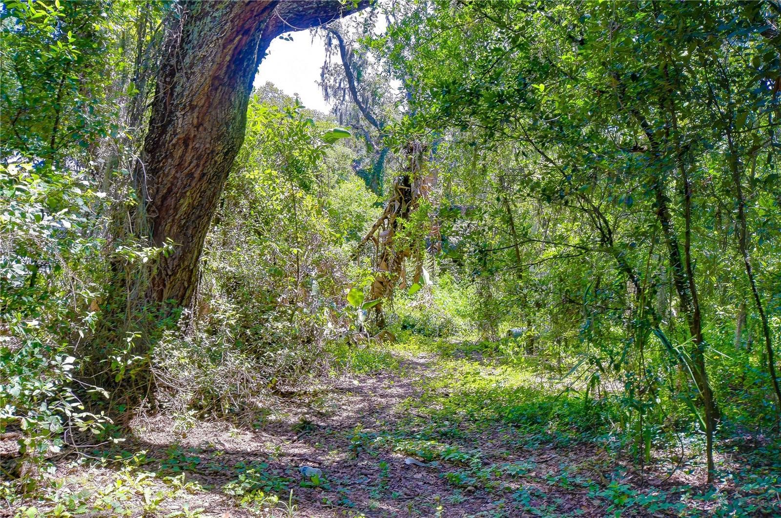 Land at 3801 PATE RD, ZEPHYRHILLS, photo 48 of 63