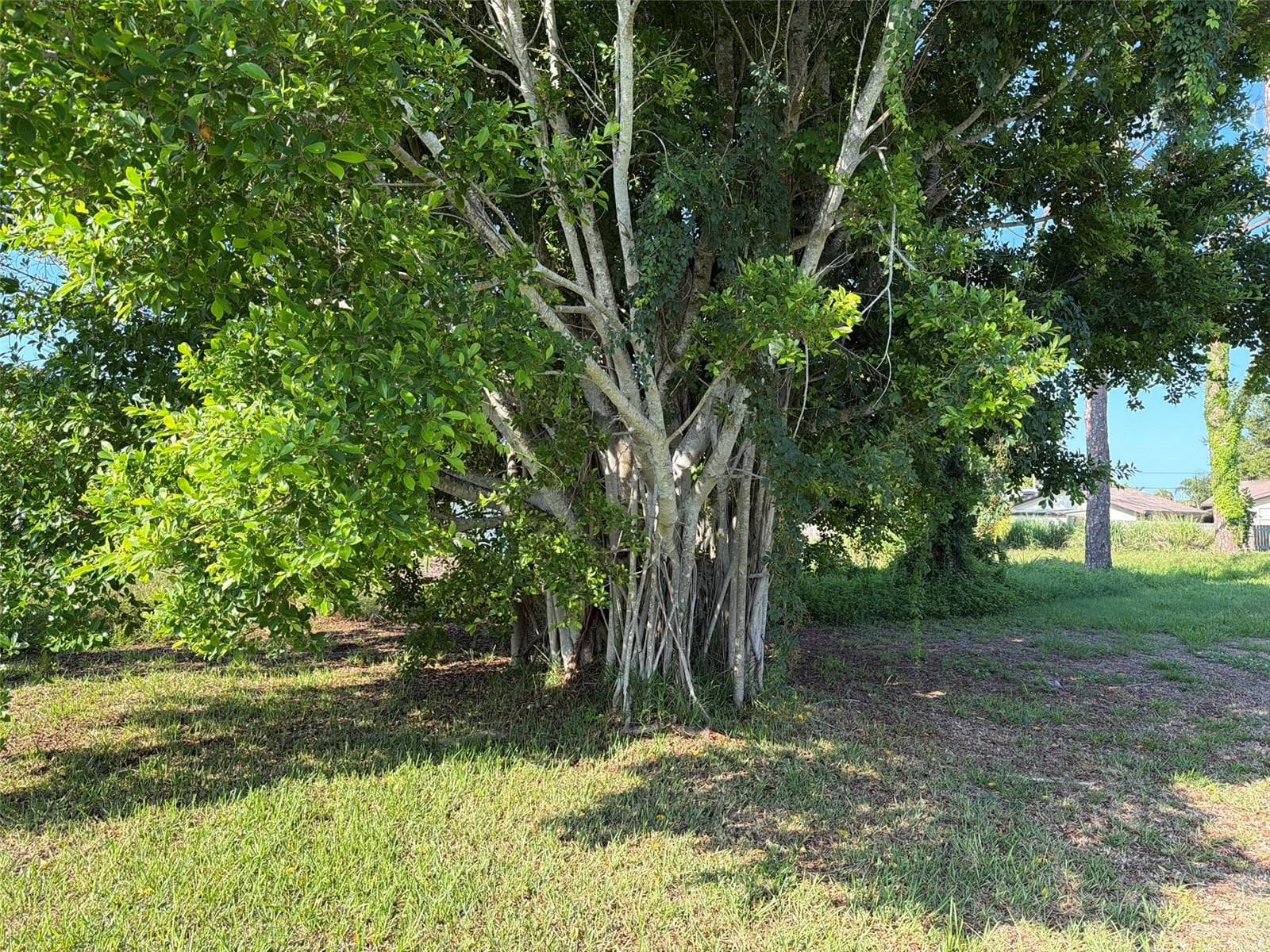 Your own Banyan Tree! - Lot 18 MICHIGAN AVE, ENGLEWOOD