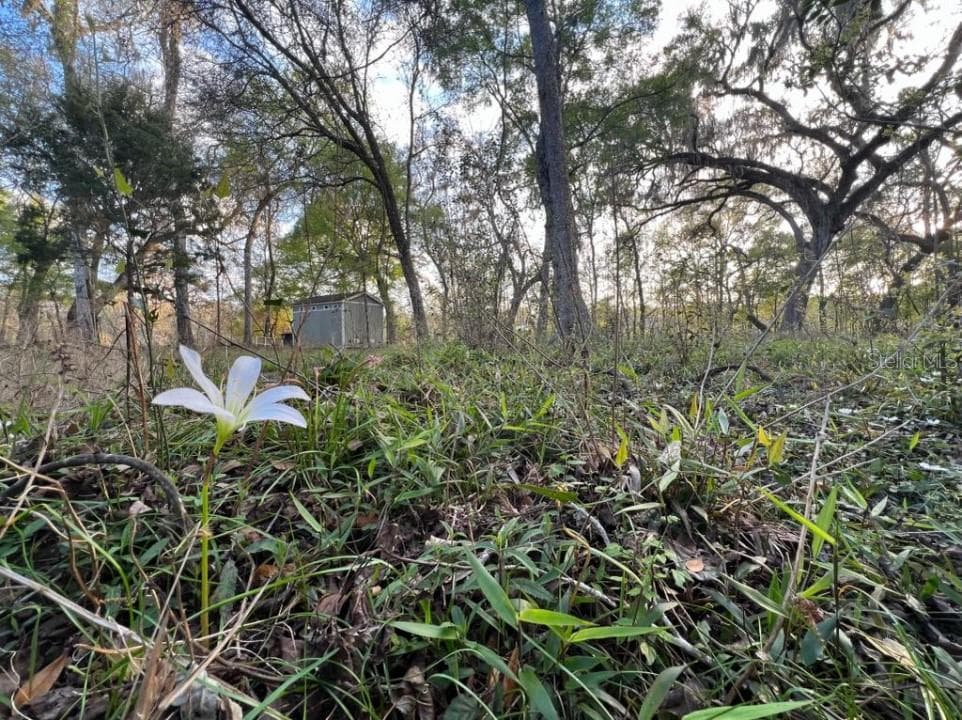 Land at 1263 NW 82ND TER, BELL, photo 10 of 13
