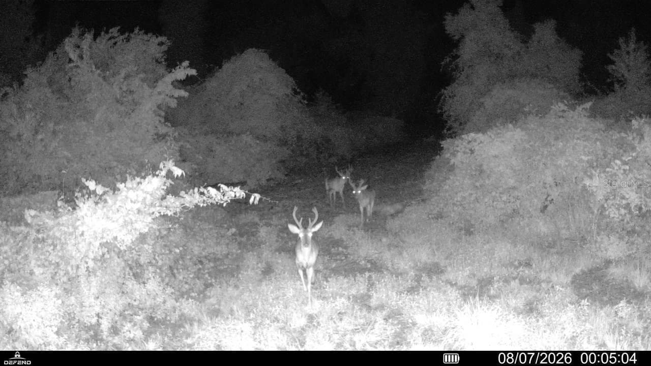 Land at 00 99TH LN, LIVE OAK, photo 8 of 52